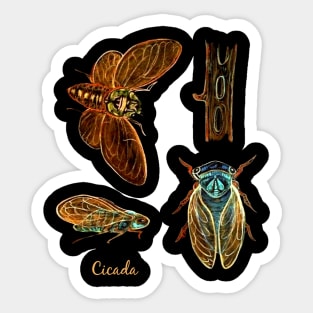 SUMMER CICADA Insect Lovers Sticker